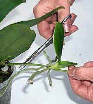 two hands are working on a plant with scissors