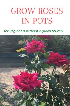 pink flowers growing in pots with text overlay that reads grow roses in pots for beginners without a green thumb