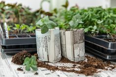 some plants are growing out of newspaper rolls in the dirt and on top of seeding trays