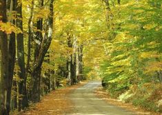 an empty road surrounded by trees in the fall