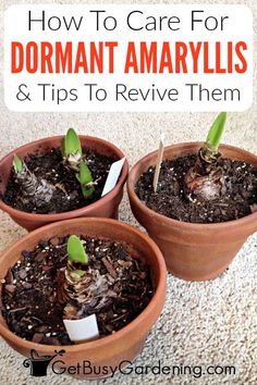 three potted plants with the words how to care for dormant amarylis and tips to revive them