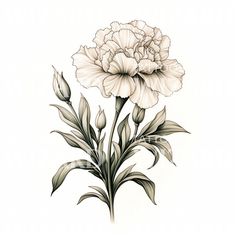 Embrace the beauty of nature with our captivating illustrative floral tattoo design featuring delicate white carnations in a stunning bouquet. Handcrafted by renowned tattoo artist Marie, this enchanting piece adds a touch of elegance and timeless allure to your body art collection.Tattoo Stencil After purchasing this unique tattoo design, you'll receive a high-quality stencil that you can bring to your tattoo artist whenever you're ready to get inked. Carnation Neck Tattoo, Unique Flowers Tattoo, Tattoo Carnation Flower, White Carnation Tattoo, Carnation Bouquet Tattoo, Carnation Sketch, Carnation Tattoo Design, Carnation Flower Tattoo Design, Carnations Tattoo