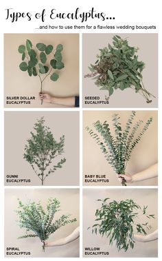 the different types of eucalyptus leaves are shown in this image, and there is also instructions to grow them