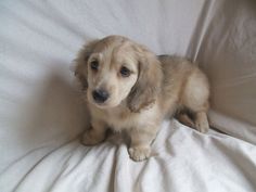 Cream Miniature Dachshund, Daushund Puppies, Funny Pics Of Dogs, Weiner Dog Puppies, Winnie Dogs, Miniature Dachshund Puppies For Sale, Pics Of Dogs, Dream Puppy