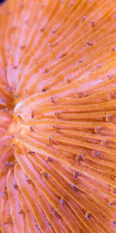 an orange flower with water droplets on it's petals and the center part of its petals