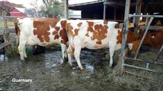 two brown and white cows standing next to each other in the mud near a barn