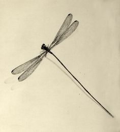 a black and white photo of a dragonfly