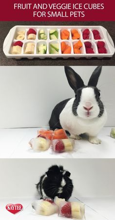 a rabbit is eating fruit and veggies for small pets