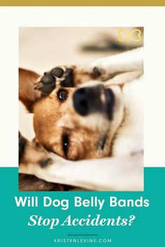 a dog laying on top of a bed with the caption will dog belly bands stop accident?