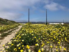 yellow and white flowers growing in the sand near power poles on a hill with hills in the background