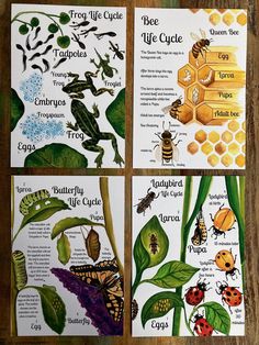 four different types of bugs and their life cycle on paper with pictures of the insects