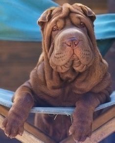 a large brown dog sitting on top of a wooden chair