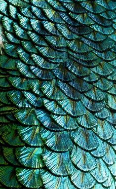 the feathers of a peacock are blue and green