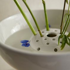 three blue flowers in a white bowl with holes on the bottom and green stems sticking out of it