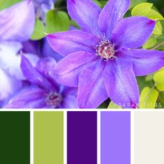 purple flowers with green leaves in the background and color swatches on each side to match