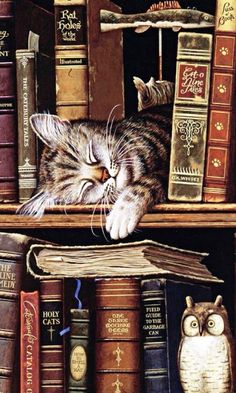 a cat sleeping on top of a bookshelf filled with lots of different books