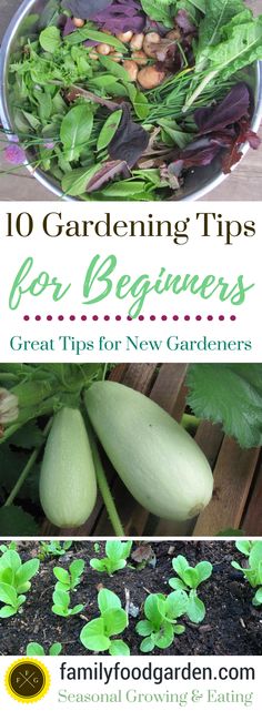 gardening tips for beginners great tips for new gardeners