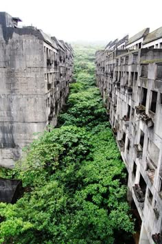 an abandoned building with lots of trees growing in it