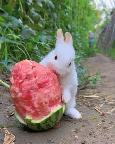 a white rabbit is holding a piece of watermelon in its mouth while sitting on the ground