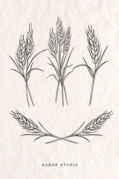 three stalks of wheat are shown in the shape of a heart