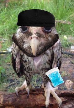 an owl wearing a black hat and sitting on a log with a patch of paper in its mouth