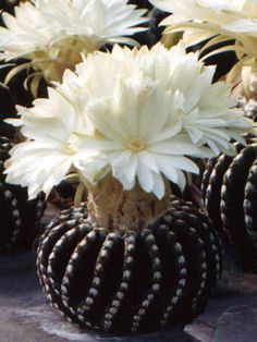 some white flowers are in a black pot