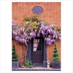 an image of purple flowers growing on the side of a brick building with a black door