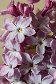 purple flowers are blooming in the vase