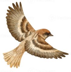 a bird flying in the air with its wings spread