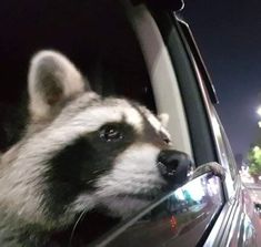 a raccoon sticking its head out the window of a car at night time