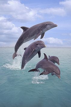 three dolphins jumping out of the water together