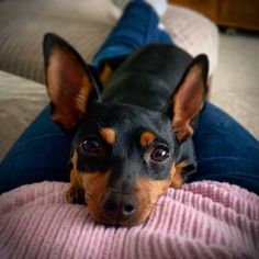 a black and brown dog laying on top of a person