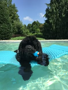 a black dog is in the water with a toy