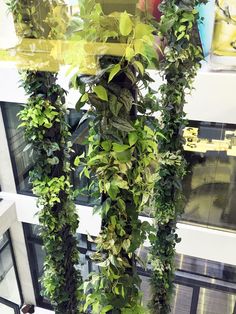 some green plants are growing on the side of a window sill in an office building