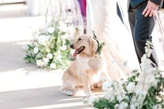 a golden retriever sitting next to a bride and groom in front of their wedding ceremony