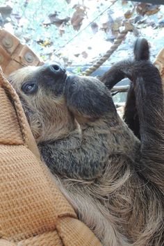 a baby sloth hanging upside down in a hammock with it's front paws up