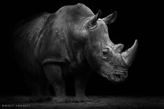 a black and white photo of a rhinoceros