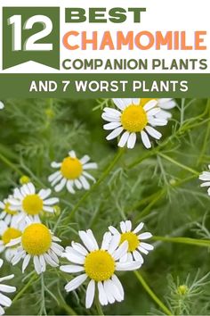 white and yellow flowers with the title 12 best chamomile companion plants and 7 worst plants