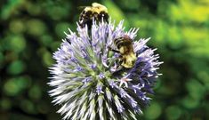 two bees sitting on top of a purple flower next to another bee in the background