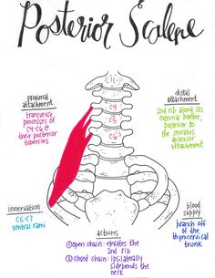 a poster with some words on it that say, the anatomy of the pectoric and