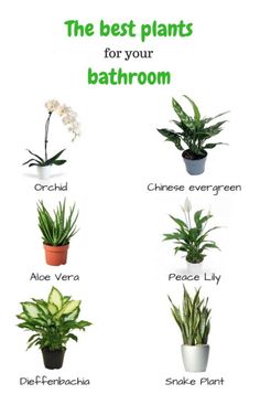 the best plants for your bathroom are featured in this poster, which shows different types of houseplants