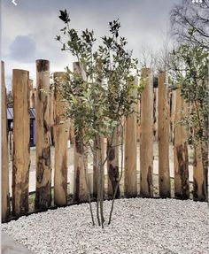 there is a small tree in the middle of a rock bed with wooden posts behind it