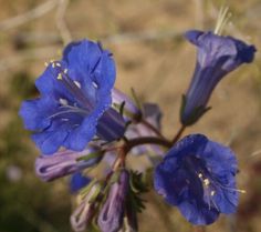 the blue flowers are blooming in the field