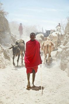 a man walking down a dirt road surrounded by cattle