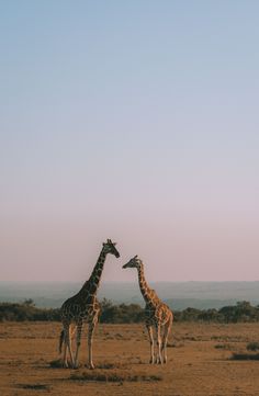 two giraffes standing in the middle of an open field