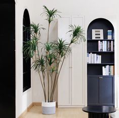 there is a plant in the corner of this room