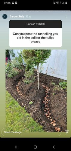 an image of a tree that is growing out of the ground with text reading can you post the tunneling you did in the soil for the tulips please