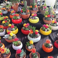 there are many potted plants in the same color as each other on this table