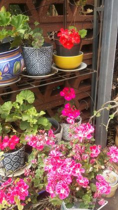 several potted plants are on shelves in the garden area, with one plant growing out of it's bottom right corner