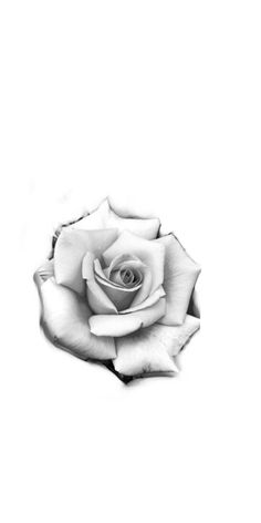 a black and white photo of a rose on a white background with watermarks